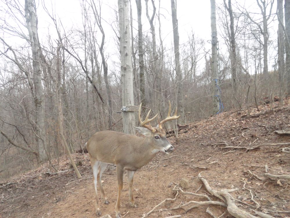 Dec 2022 Eight Point Buck