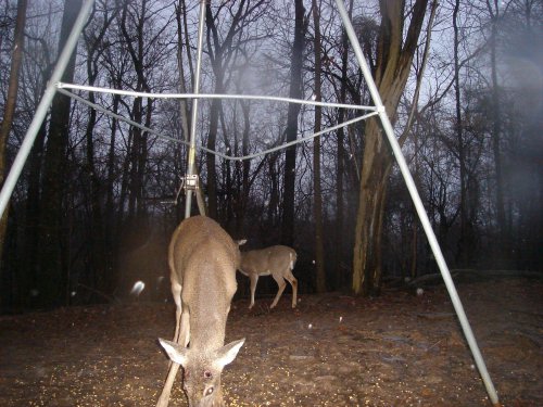 Shed antler buck