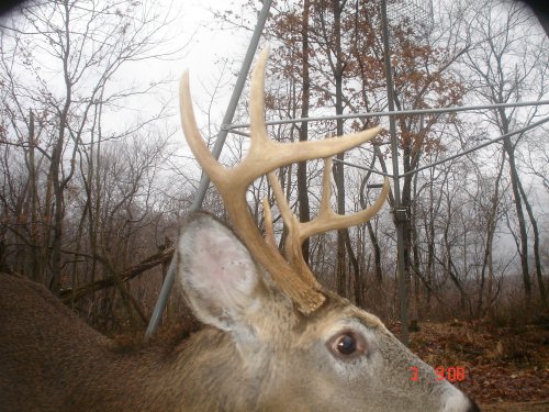 Buck close up picture