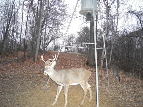 Eight point buck