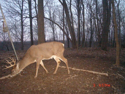 Ten point whitetail buck