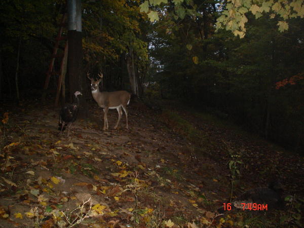 8 point and a turkey 8 point and a turkey