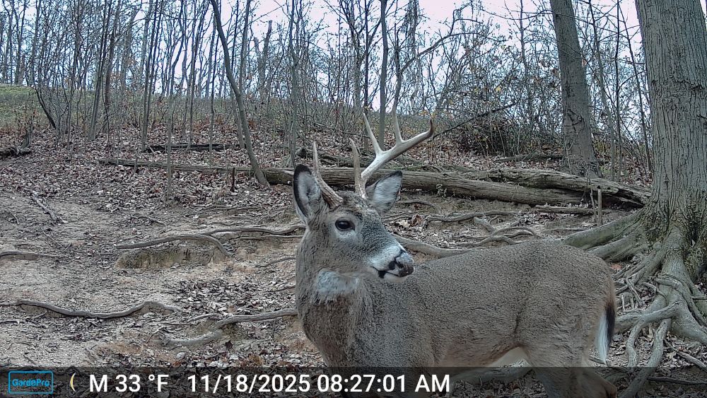 Fall 2025 Broken Rack Buck