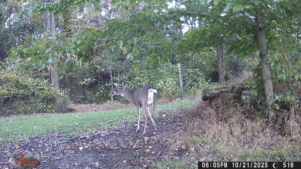 Fall 2025 Eight Point Buck