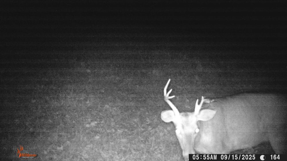 Fall 2025 Goofy Rack Buck
