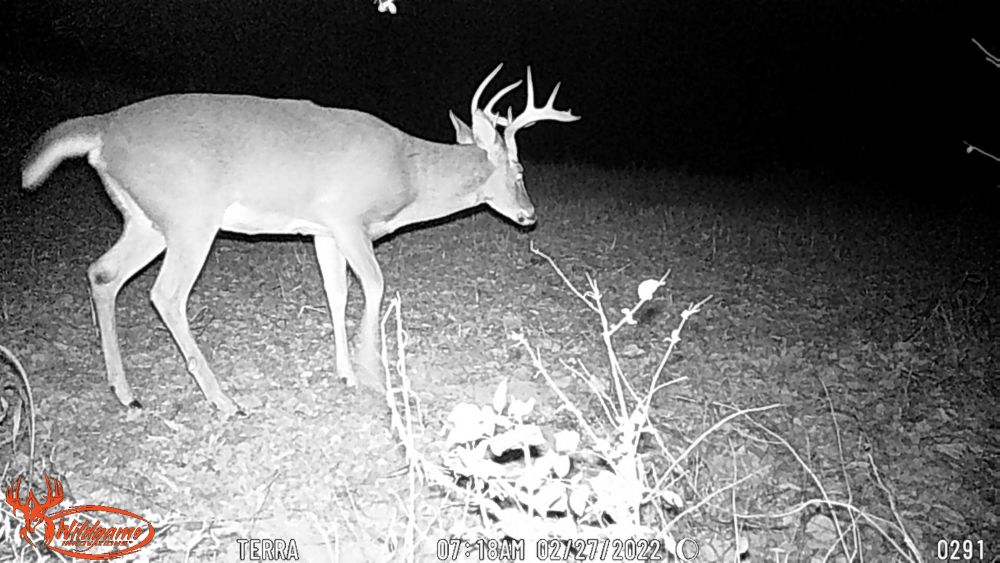 Fall 2025 Nine Point Buck