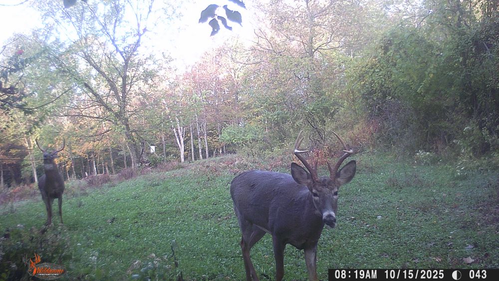 Fall 2025 Seven Point Buck