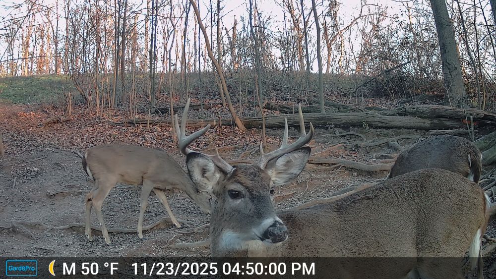 Fall 2025 Short Brow Buck