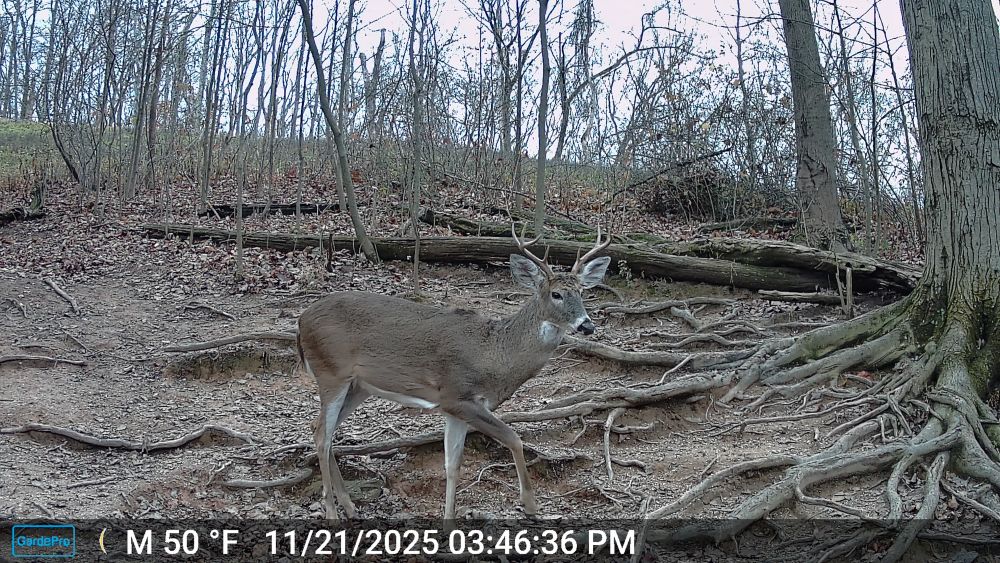 Fall 2025 Small Eight Point