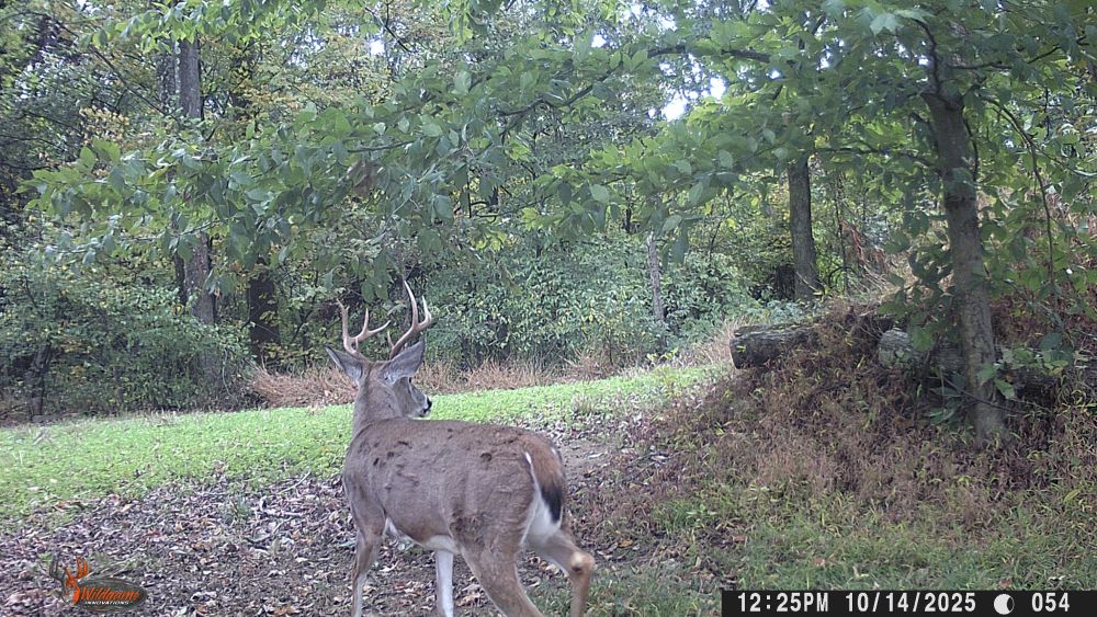 Fall 2025 Split G2 Buck