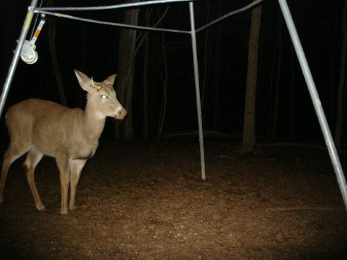 Spike buck with one spike