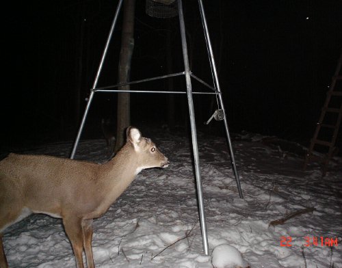 Whitetail buck that has shed it's antlers. Whitetail buck that has shed it's antlers.
