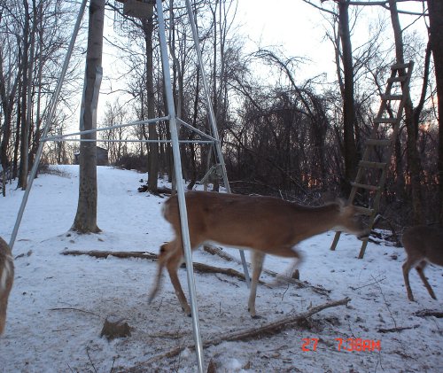Whitetail buck. Whitetail buck.