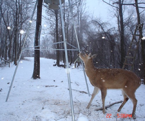 Whitetail deer looking up at deer feeder. Whitetail deer looking up at deer feeder.