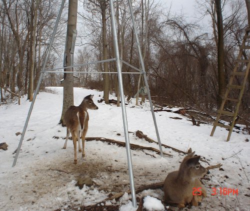 Whitetail deer lying at the feeder. Whitetail deer lying at the feeder.