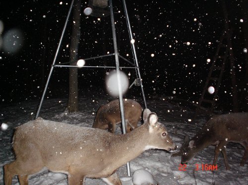 whitetail deer in the snow whitetail deer in the snow