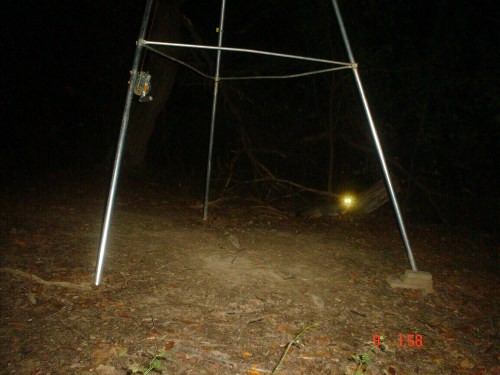 Fox picture