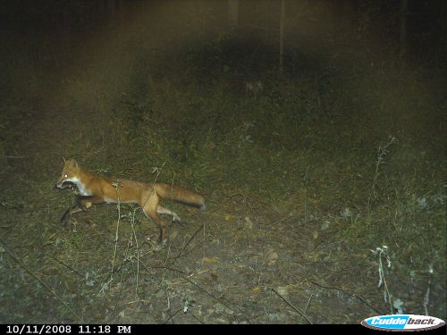Fox picture