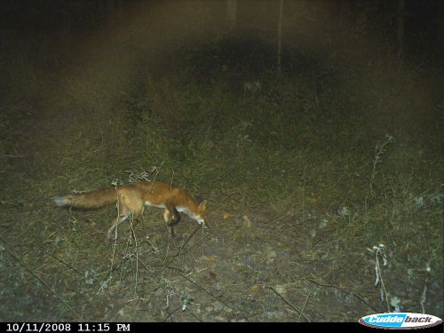 red fox