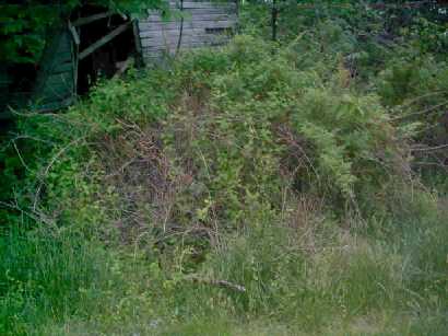 Honeysuckle