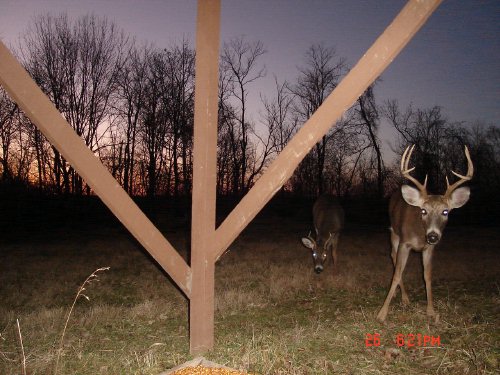 Bucks at trough feeder