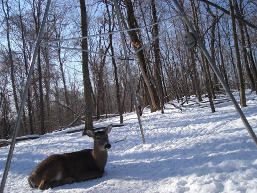 Sleepy Deer Sleepy Deer