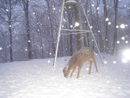 Snowstorm Deer Snowstorm Deer