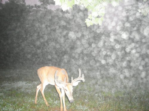 Eight point whitetail buck