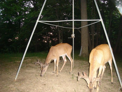 Two whitetail bucks