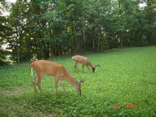 Monster mix food plot