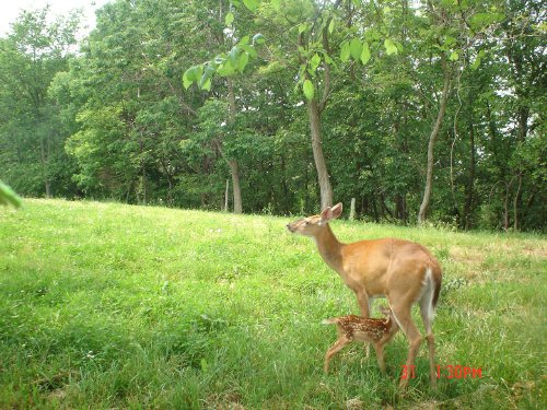 Nursing fawn