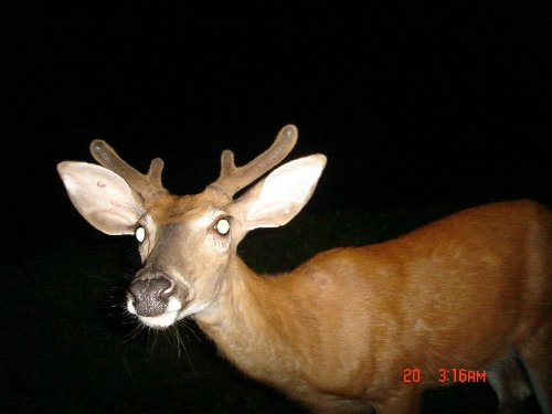 Close picture of a buck Close picture of a buck