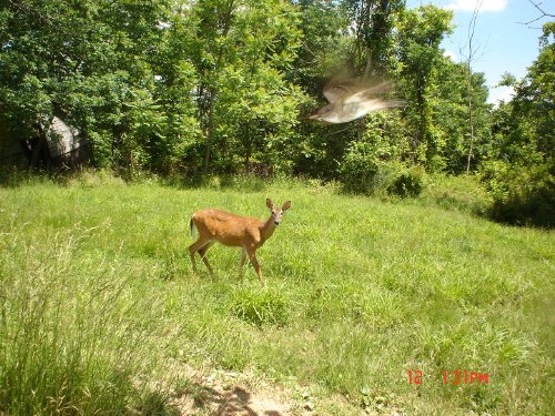 Bird caught in flight Bird caught in flight