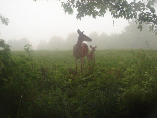 Deer in the fog