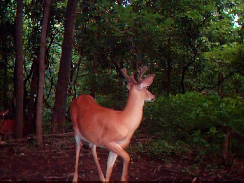 Six point whitetail buck in velvet Six point whitetail buck in velvet
