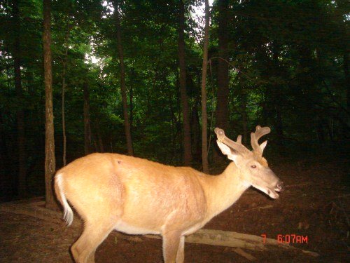 One eye buck One eye buck