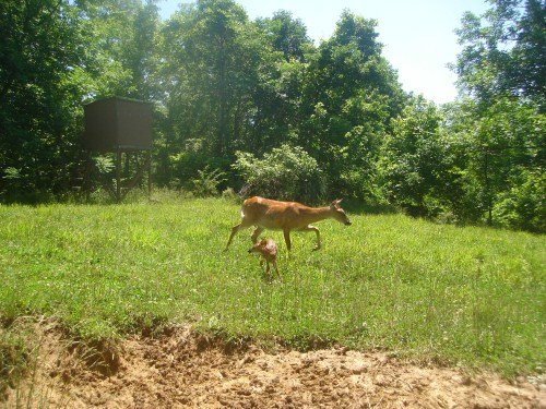 Whitetail fawn Whitetail fawn