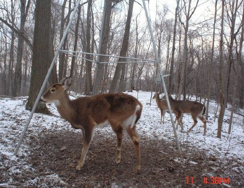 Whitetail buck with a bad leg. Whitetail buck with a bad leg.