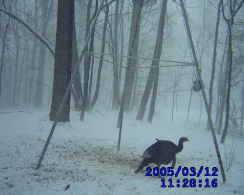 Turkey gobbler in a snow storm. Turkey gobbler in a snow storm.