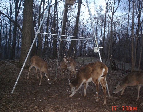 Eight point whitetail buck. Eight point whitetail buck.
