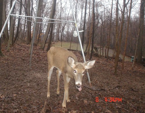 Whitetail Doe sticking her tongue out. Whitetail Doe sticking her tongue out.