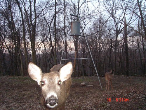 Close up whitetail doe