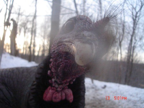 Close up turkey picture