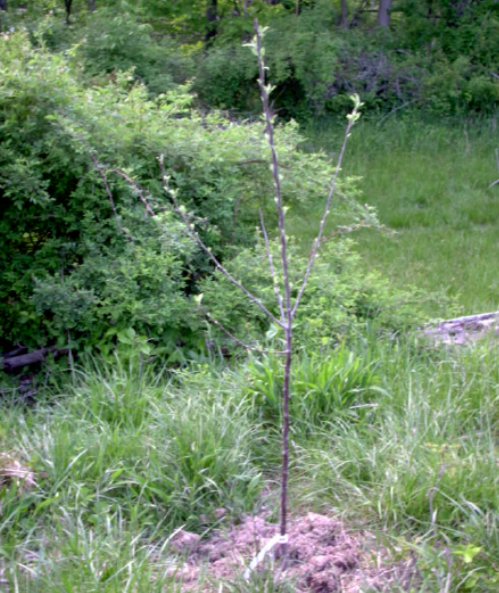 New apple tree