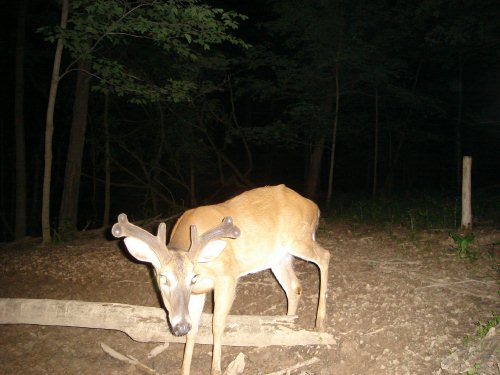 Six Point Buck