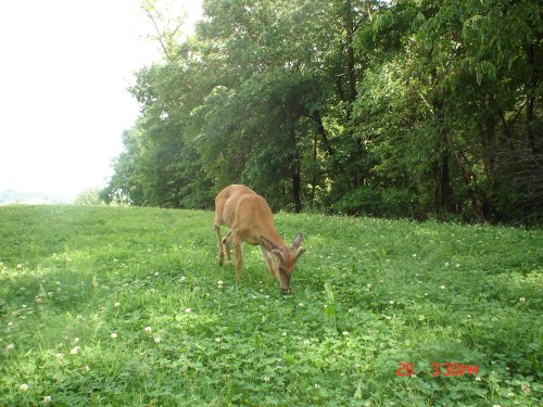 Buck in food plot