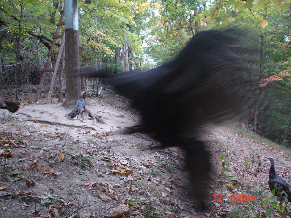 Flying turkey Flying turkey