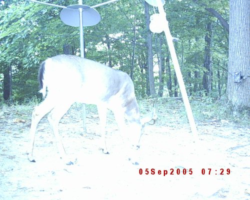 Moultrie digital picture