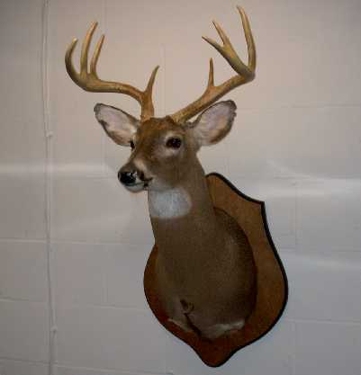 Mount of wide 8 point Mount of wide 8 point