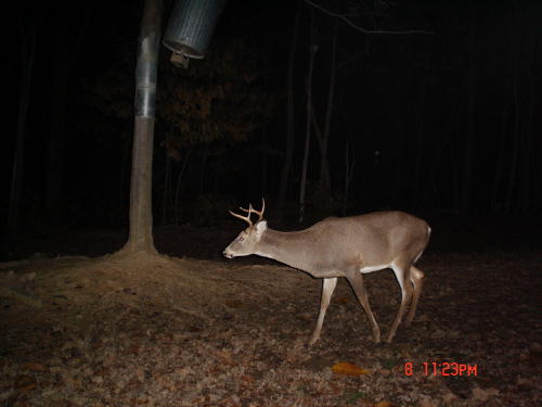 5 point buck 5 point buck